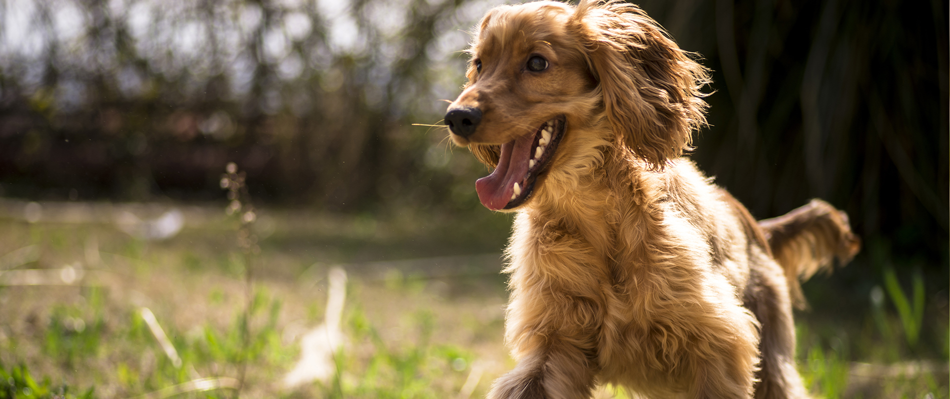 Servicios veterinarios a domicilio